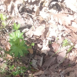 9f36profilképe